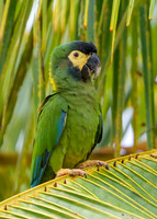 Yellow-collared Macaw