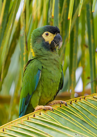 Yellow-collared Macaw