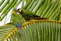 Yellow-collared Macaw