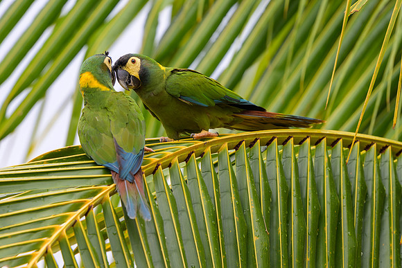 Yellow-collared Macaw