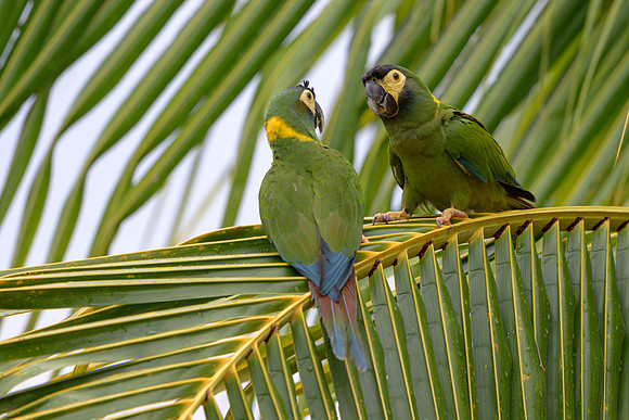Yellow-collared Macaw