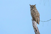 Great Horned Owl