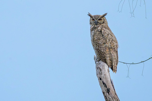 Great Horned Owl