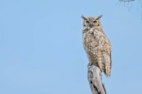 Great Horned Owl