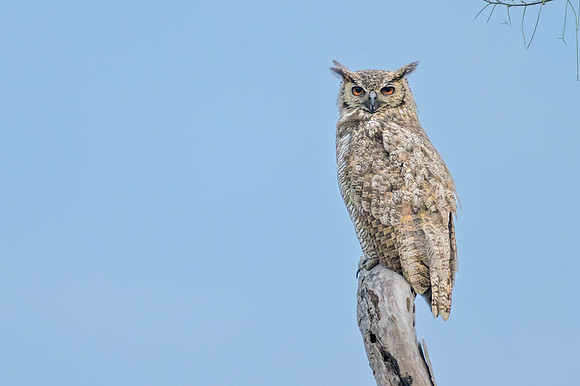 Great Horned Owl