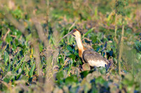 Buff-necked Ibis