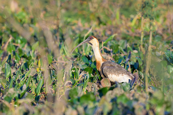 Buff-necked Ibis