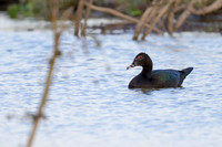 Muscovy Duck