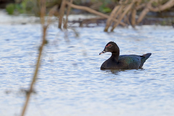 Muscovy Duck