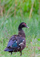 Muscovy Duck
