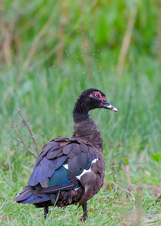 Muscovy Duck