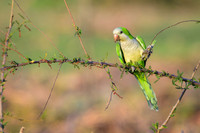 Monk Parakeet