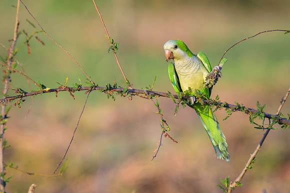 Monk Parakeet