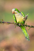 Monk Parakeet