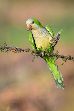 Monk Parakeet