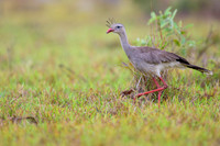 Red-legged Seriema