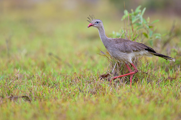 Red-legged Seriema