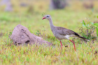 Red-legged Seriema