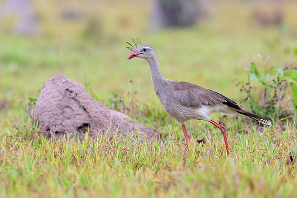 Red-legged Seriema