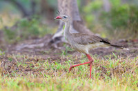 Red-legged Seriema