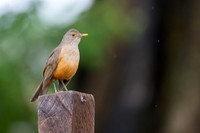 Rufous-bellied Thrush