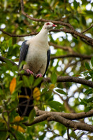 White-headed Pigeon