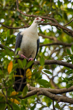 White-headed Pigeon