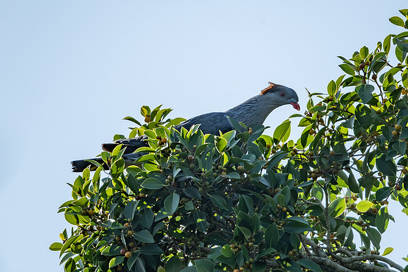 Topknot Pigeon
