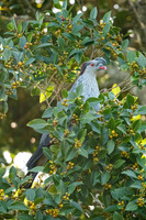 Topknot Pigeon