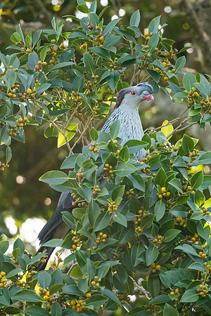 Topknot Pigeon