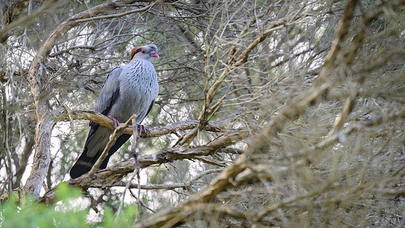 Topknot Pigeon