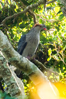 Topknot Pigeon