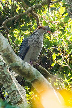 Topknot Pigeon