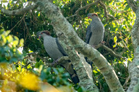 Topknot Pigeon