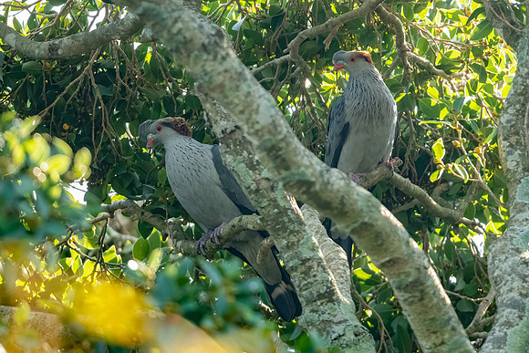 Topknot Pigeon