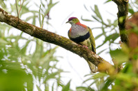 Superb Fruit-Dove