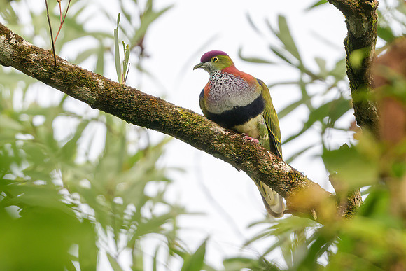 Superb Fruit-Dove