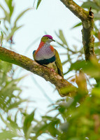 Superb Fruit-Dove