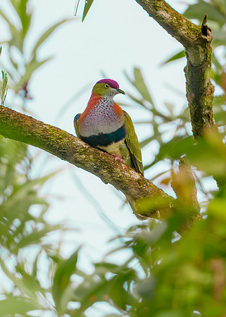 Superb Fruit-Dove