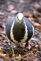 Wonga Pigeon