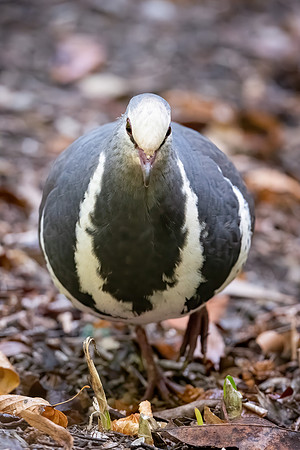 Wonga Pigeon