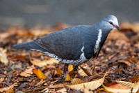 Wonga Pigeon