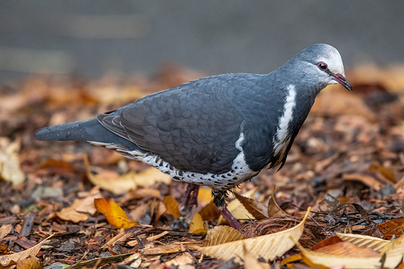 Wonga Pigeon