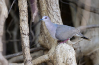 White-tipped Dove