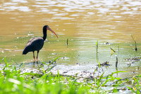 Bare-faced Ibis