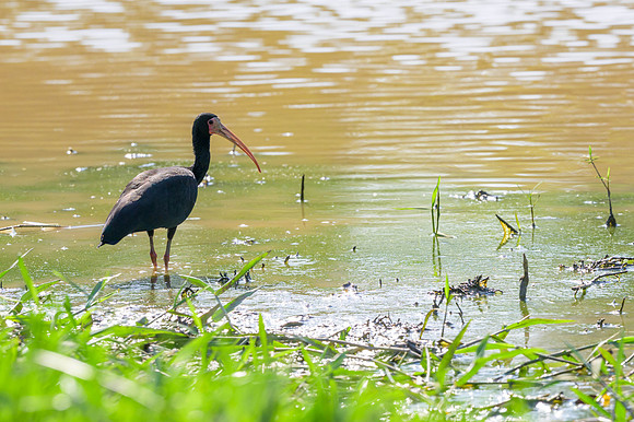 Bare-faced Ibis