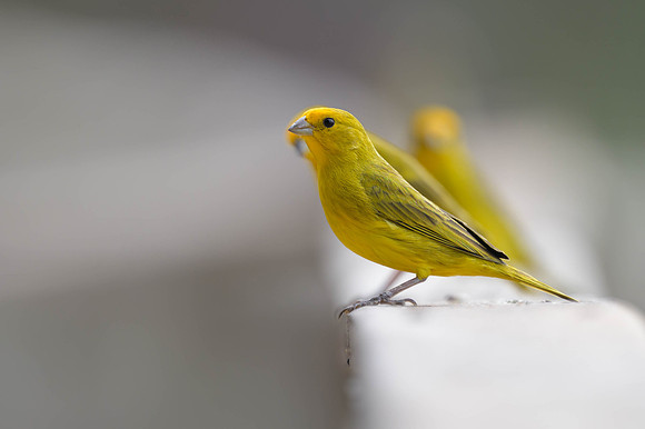 Saffron Finch