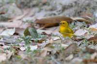 Saffron Finch