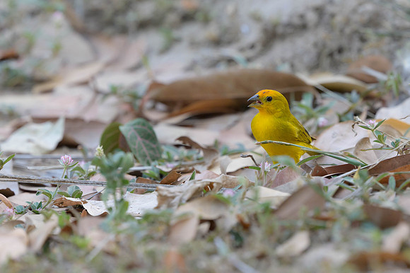Saffron Finch