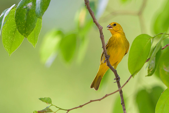 Saffron Finch